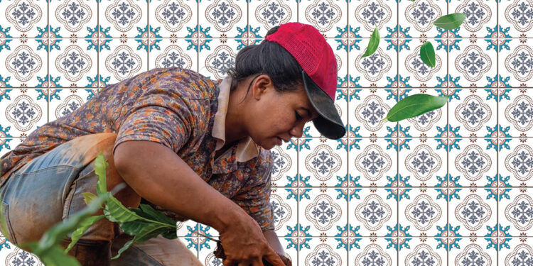 A Ascensão das Mulheres na Agricultura Familiar do Nordeste