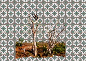 Caatinga: A terra, as pessoas e a luta.
