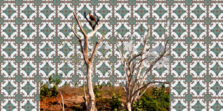 Caatinga: A terra, as pessoas e a luta.