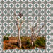 Caatinga: A terra, as pessoas e a luta.